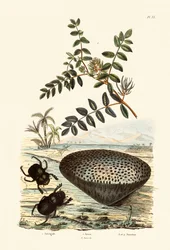 Astrágalo, 1833-39